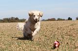 GOLDEN RETRIEVER 127